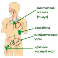 Иммунная система, кроветворение