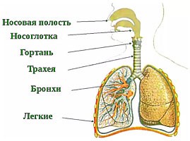 Дыхательная система