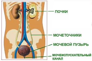 Мочевыделительная система