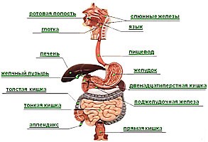 Пищеварительная система