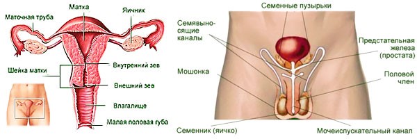 Репродуктивная система