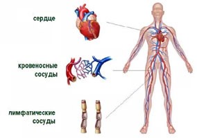 Сердечно-сосудистая система