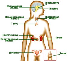 Эндокринная система